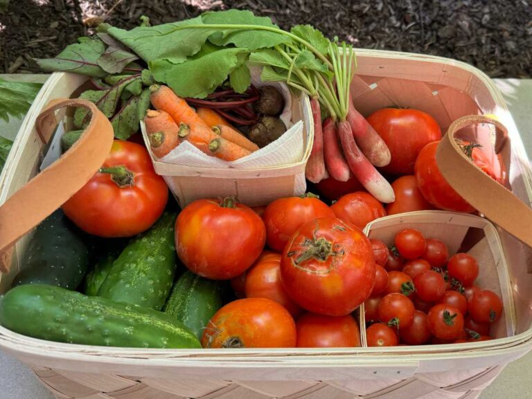basket of vegetable harvest